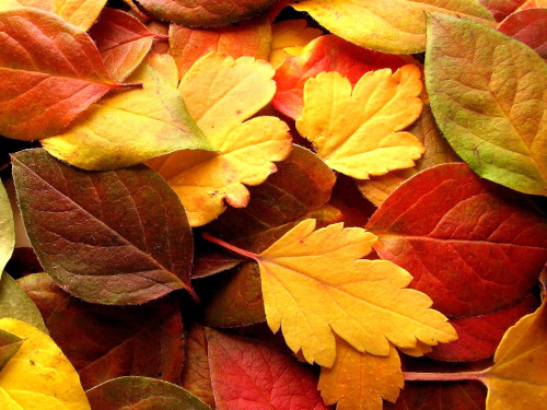AUTOMNE